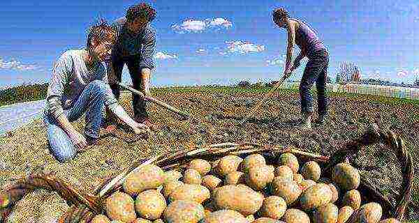 When to dig potatoes