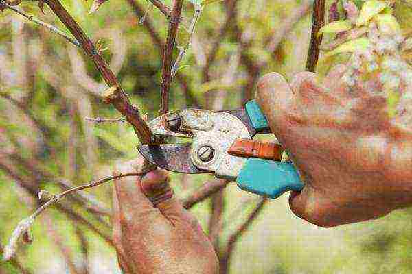 When to prune plums: tips for beginners
