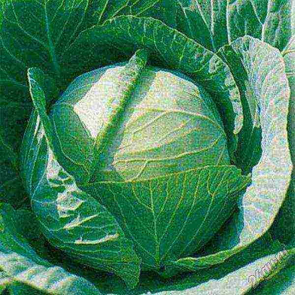 The weight of ripe Kolobok cabbages can reach 4.5 kg