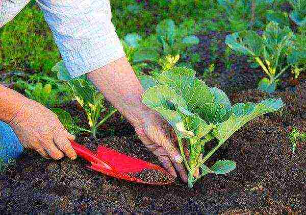 Cabbage Kolobok requires feeding 3-4 times per season