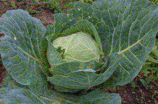 Pest-affected cabbage Kolobok