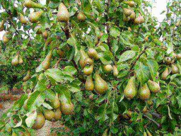 Fruits on a pear Conference ready to be harvested and stored