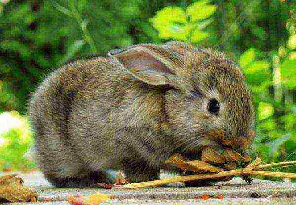 Feeding your rabbit in nature