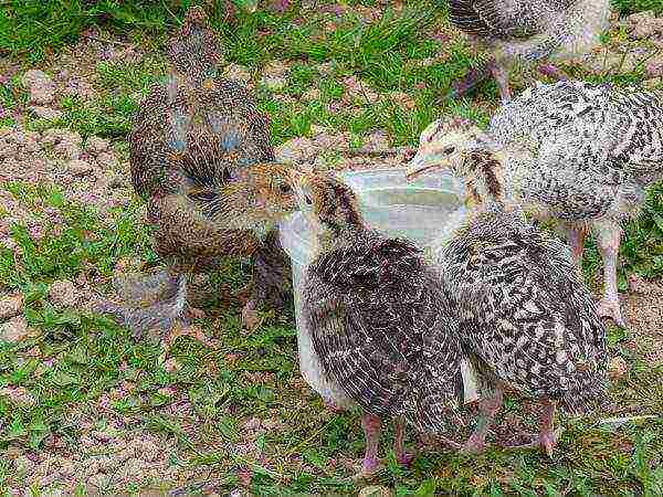 young turkey poults
