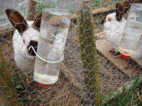 Zečevi piju iz pojilice
