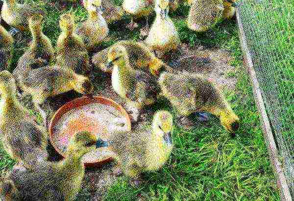 Goslings eat