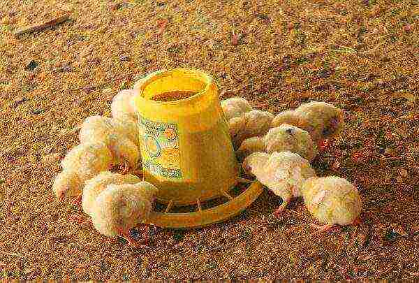 chicken feeder