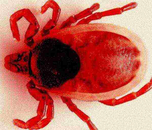 red tick