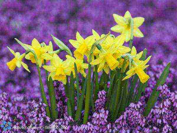 crocuses daffodils tulips planting and care in the open field