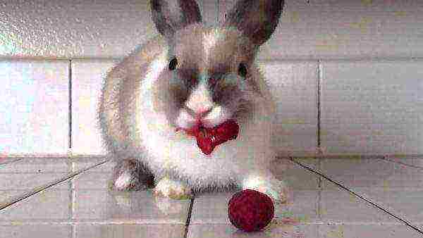 Rabbit eating beets