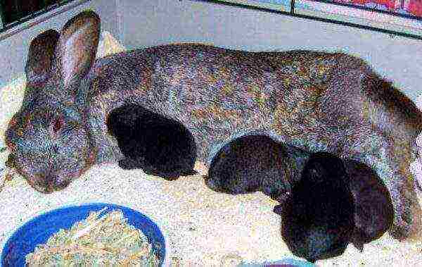 Zec i mali zečevi