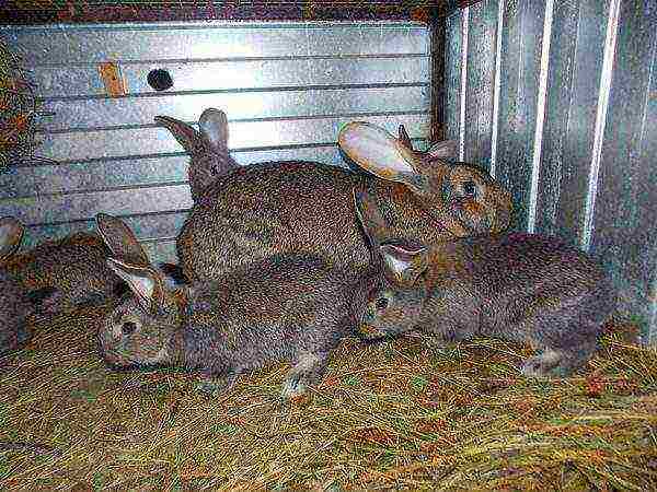Sivi zečevi u kavezu