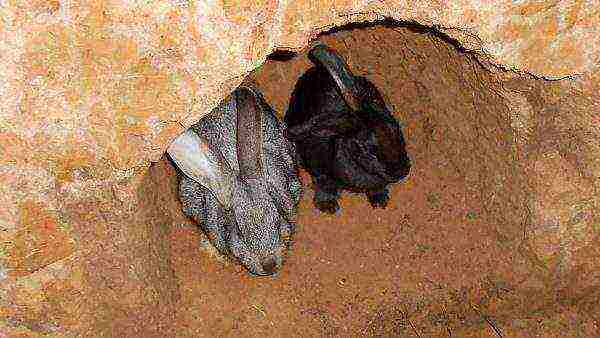 Rabbit and bunny in the hole