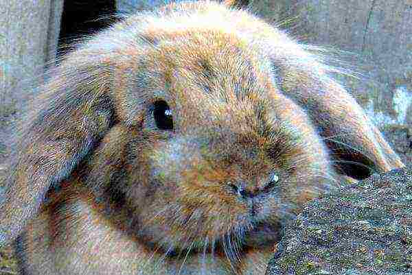 The cause of rhinitis in rabbits is hay allergy
