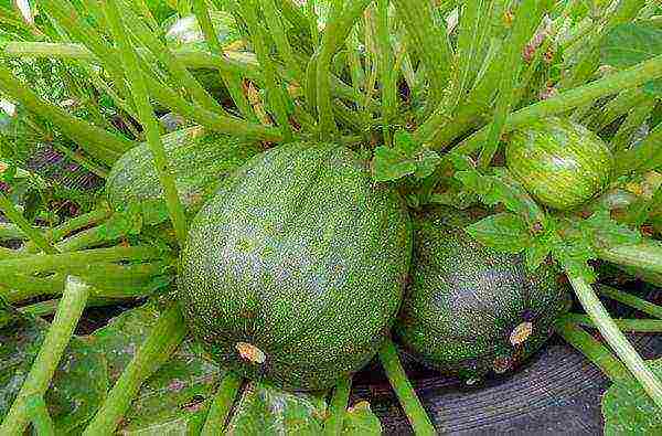 Overdusted pumpkin