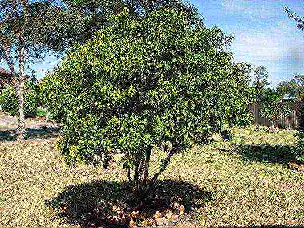 Kumquat is a sun-loving plant