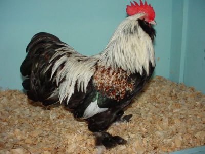 photo of a rooster faverol