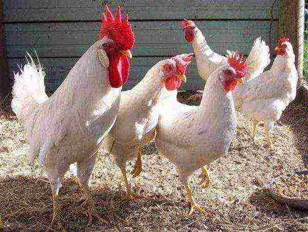 Rooster and white Leghorn chickens