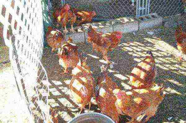Breeding redbro chickens