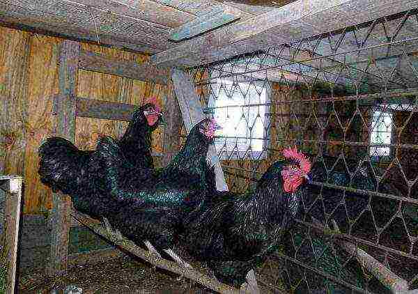chickens in a cage