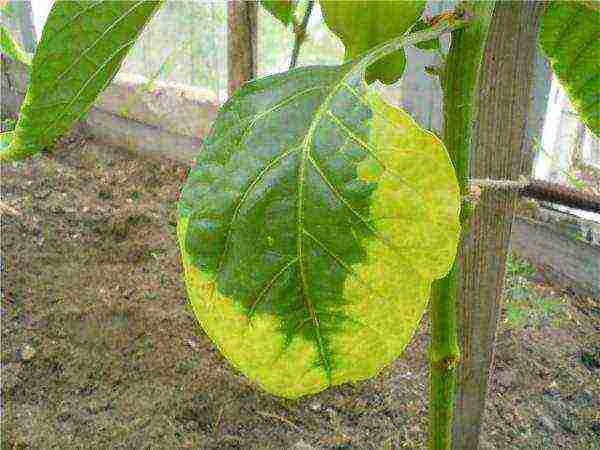 Eggplant leaves that have begun to turn yellow