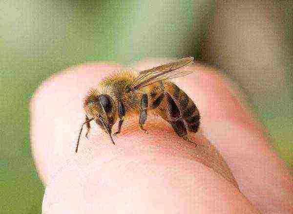 bee treatment