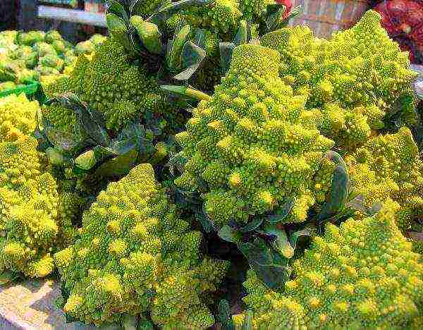 The main criterion for the ripeness of Romanesco cabbage is the formed large inflorescences-stars