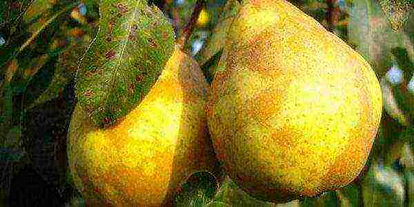 Pear Williams summer, ready to harvest