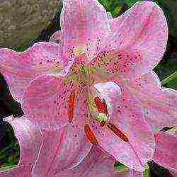 lily planting and care in the open field in the Urals