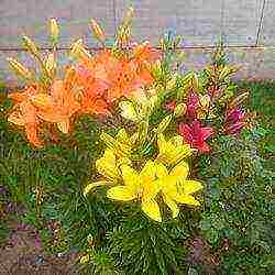 lily planting and care in the open field in the Urals