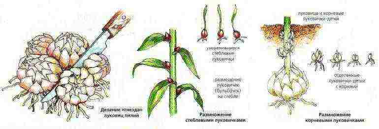 lily planting and care in the open field in the Urals