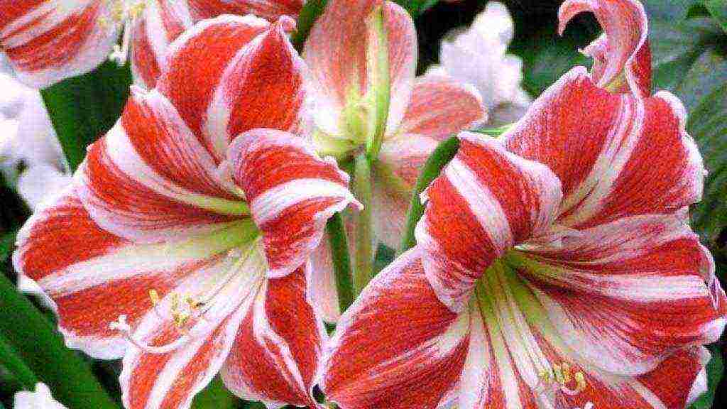 lily planting and care in the open field in the Urals