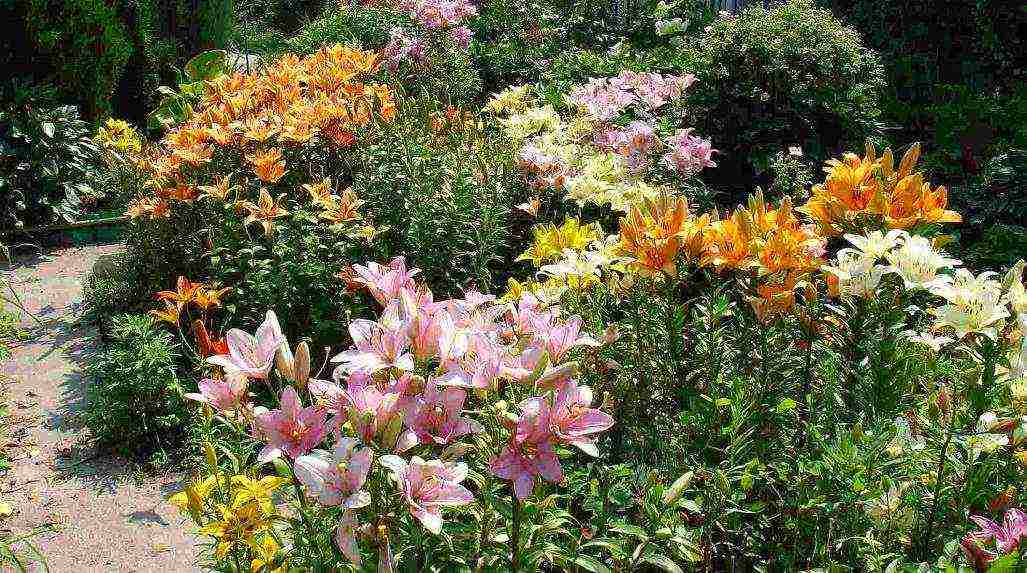 lily planting and care in the open field in the Urals