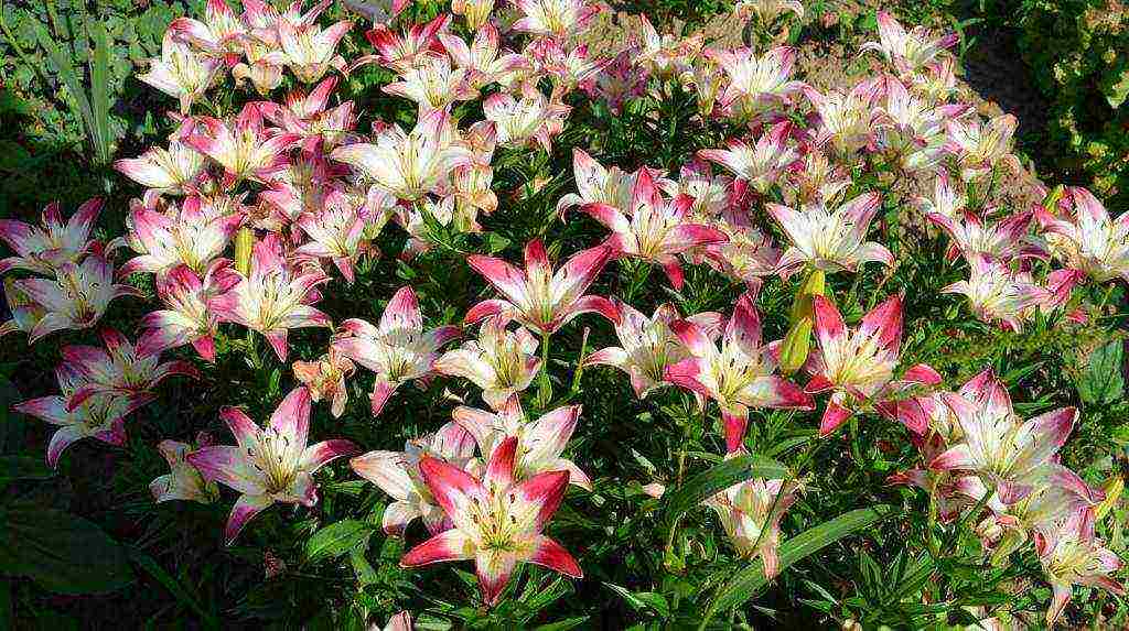 lily planting and care in the open field in the Urals