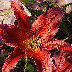 lily planting and care in the open field in the Urals