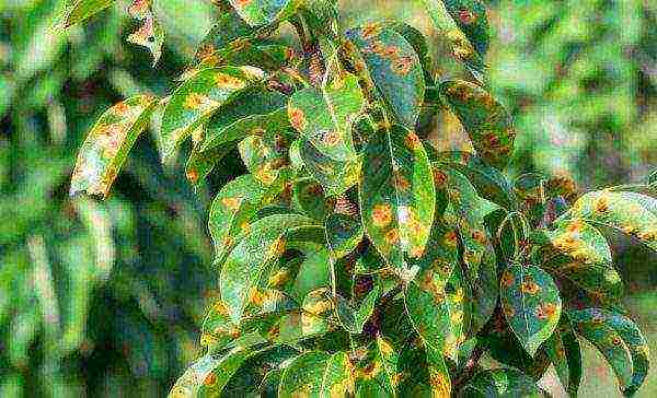 Signs of rust on pear leaves