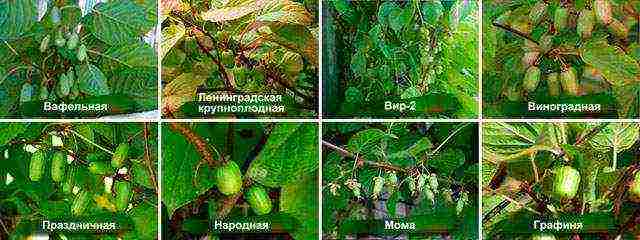 the best varieties of actinidia