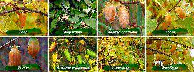the best varieties of actinidia