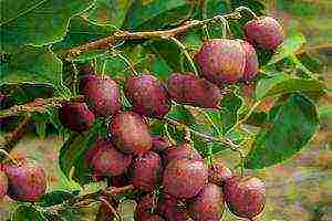 the best varieties of actinidia