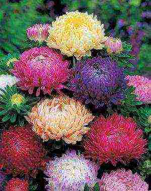 the best varieties of asters