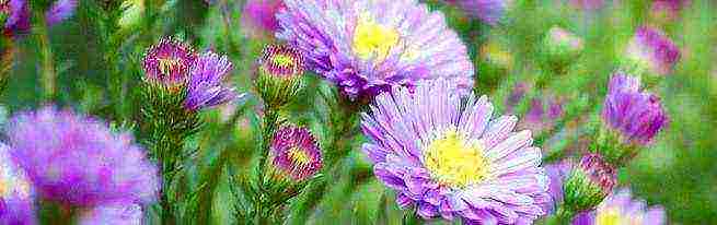 the best varieties of asters