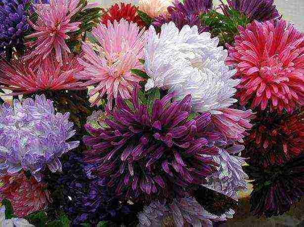 the best varieties of asters