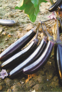 the best varieties of eggplant