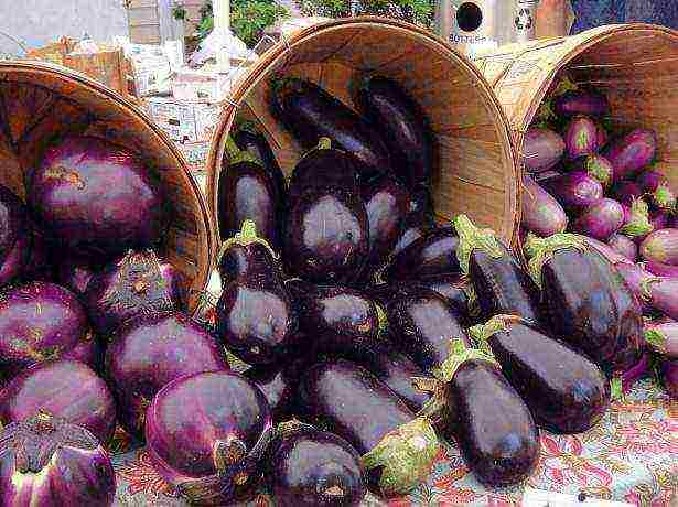 the best varieties of eggplant