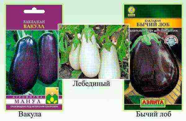 the best varieties of eggplant