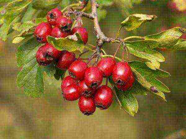 the best varieties of hawthorn