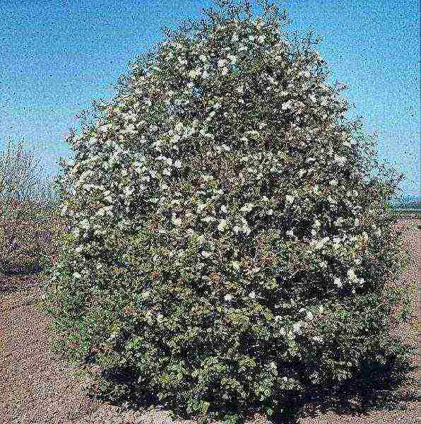 the best varieties of hawthorn