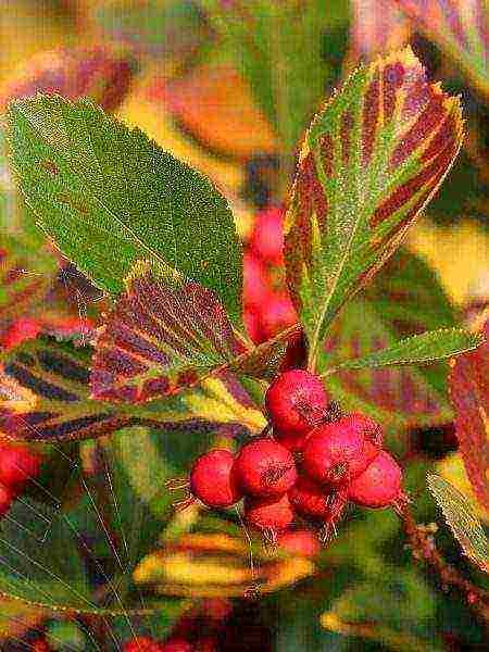 the best varieties of hawthorn