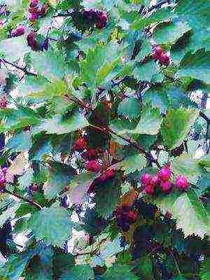 the best varieties of hawthorn