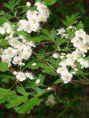 the best varieties of hawthorn